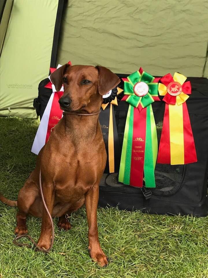 utställningschampion Dogiwogin Yenina in Lilla