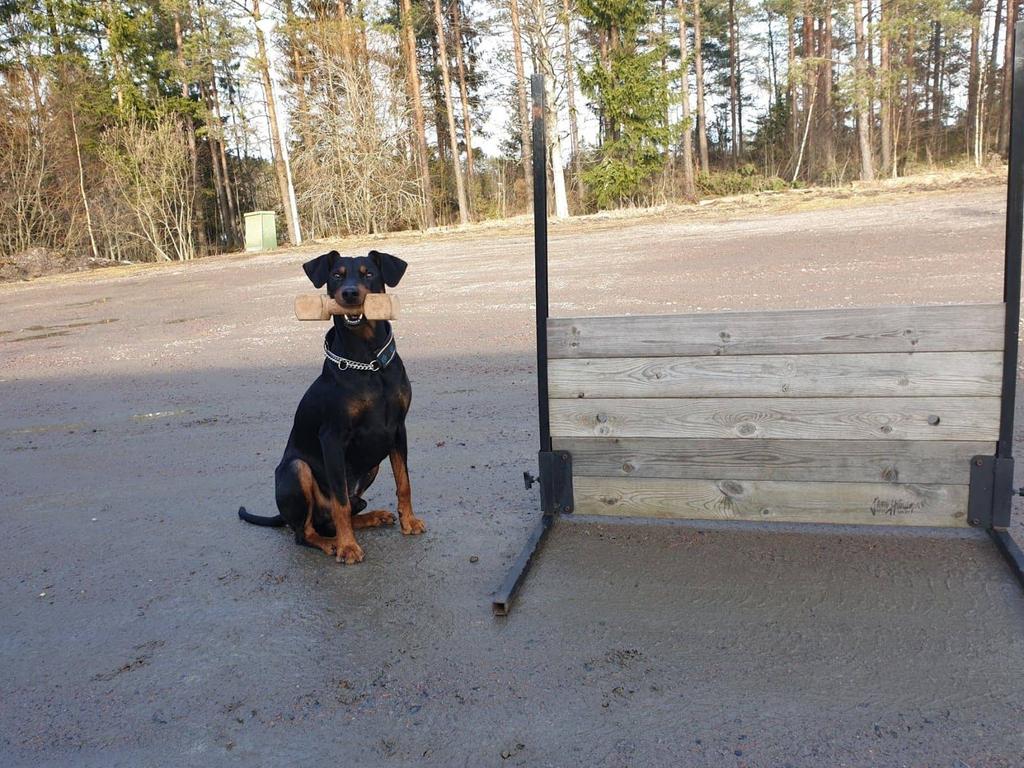 PINSCHERLÄGER 13-15 september Välkomna på läger! Nu är det hög tid att boka in er på årets pinscherläger. Två nätter med mat inkluderat och en massa skojiga aktiviteter.