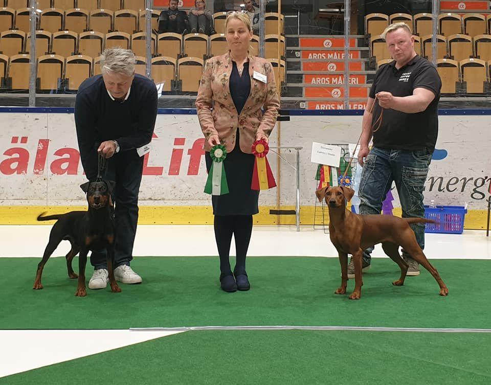 anmälda: 26 Nationell SKK VÄSTERÅS 27/4 Domare: Jeanette Lemmeke