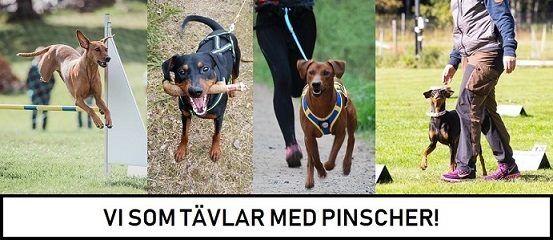#COMPETINGPINSCHER Läs om senaste resultaten inom hundsport VILTSTPÅRSKURS I ÄLVKAREBY!