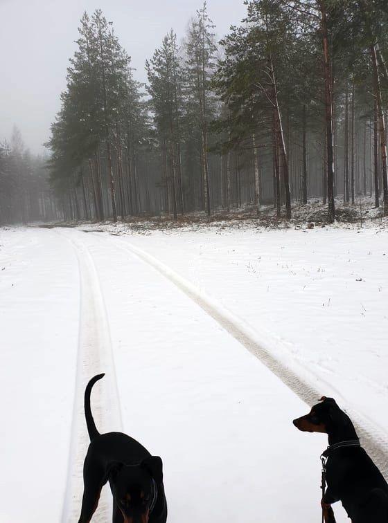 Totalt 11 hundar deltog under kursen och detta gör vi gärna om! Snön hade fallit under natten, men i takt med att värmen steg så smälte snön och blev till slask.