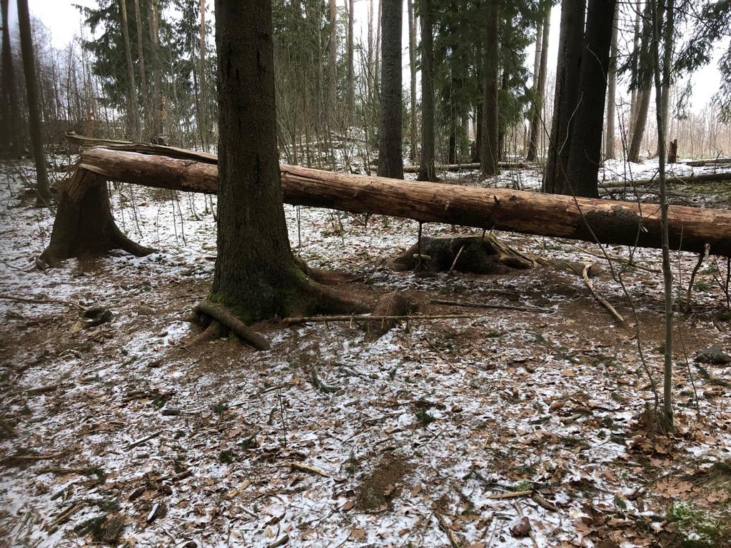 Objekt ID: 1 Naturvärdesbedömning: Visst naturvärde naturvärdesklass 4 Dominerande naturtyp: Skog och träd Beskrivning: Mindre område i barrblandskog med ca 15 relativt nyfallna lågor av gran- och