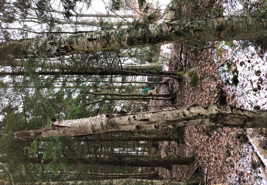 Objekt ID: 2 Naturvärdesbedömning: Visst naturvärde naturvärdesklass 4 Dominerande naturtyp: Skog och träd Beskrivning: Område i