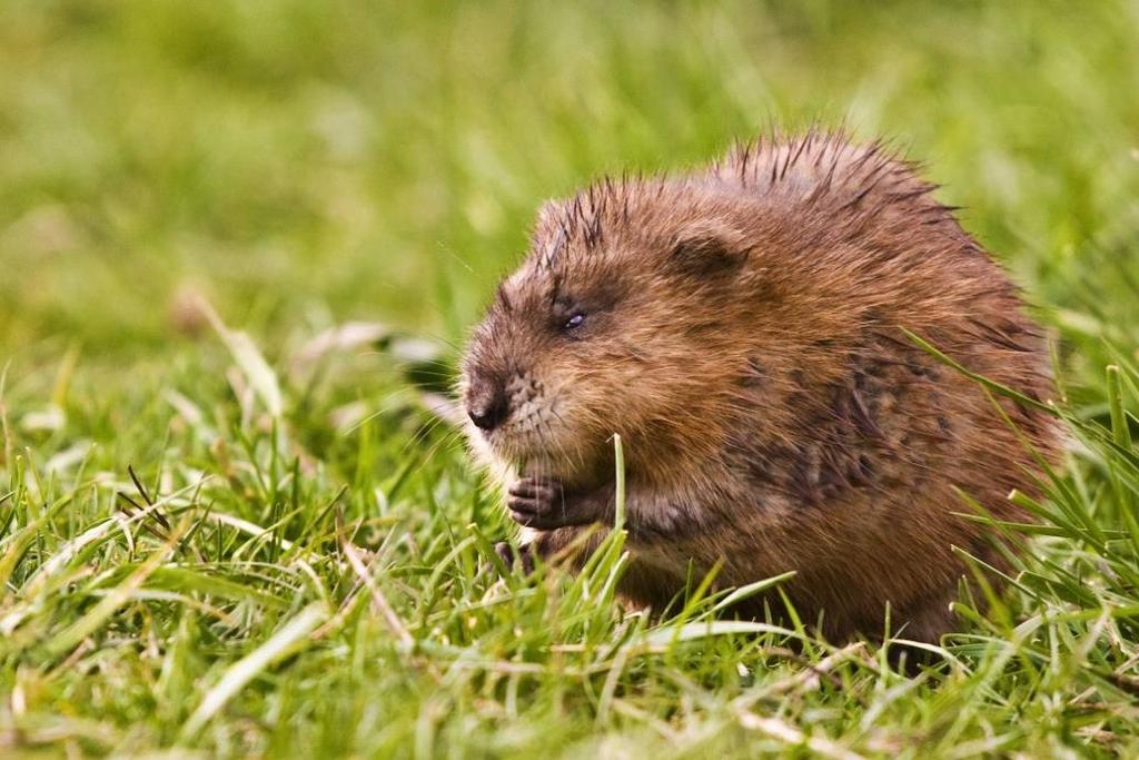 Fika Foto: Alfred Schauhuber IBL Naturvårdsverket