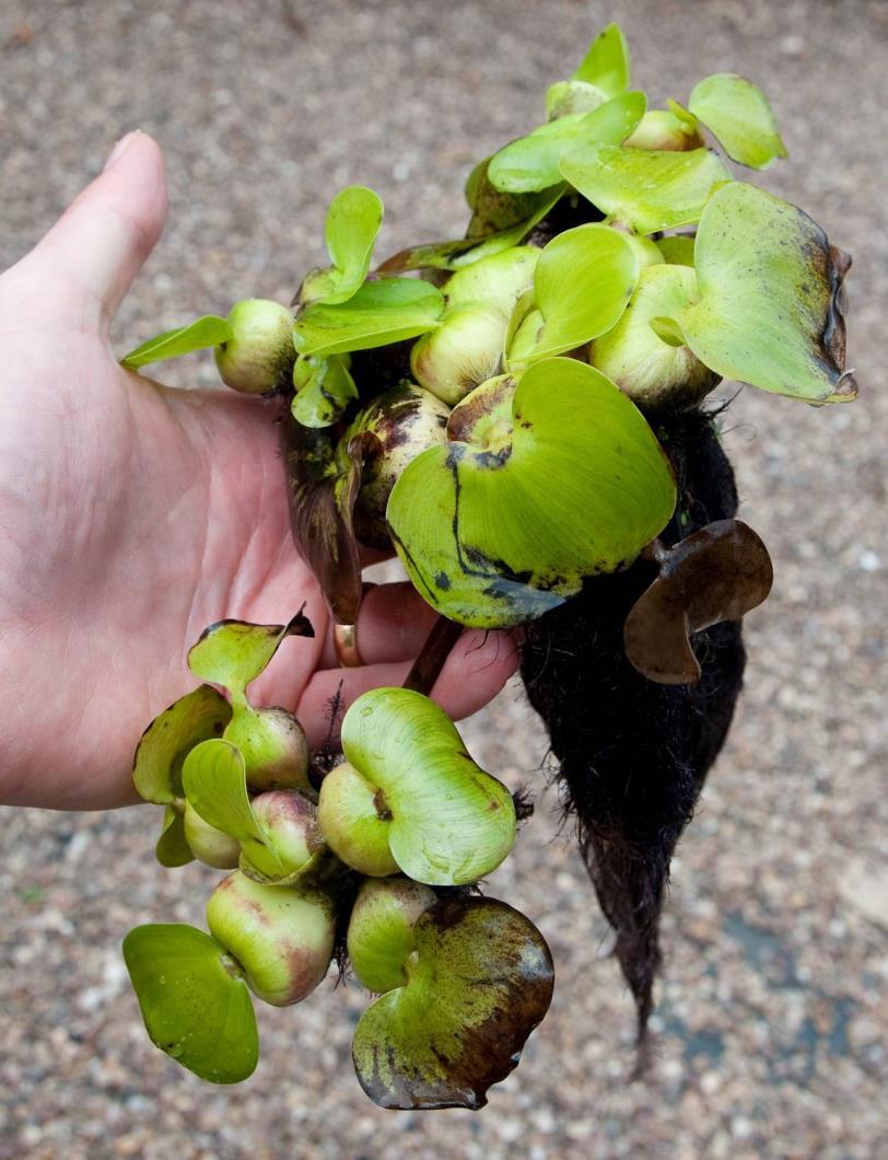 Anmälan och rapportering En statlig förvaltningsmyndighet ska underrätta Naturvårdsverket eller Havs- och vattenmyndigheten om man får kännedom om en invasiv främmande art i miljön.