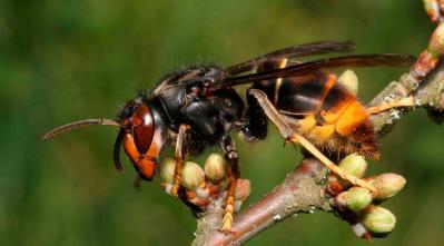 Hur ser organisationen ut på just din Länsstyrelse? Bikupa 5 min Vem arbetar med de kommunala avfallsplanerna på länsstyrelsen?