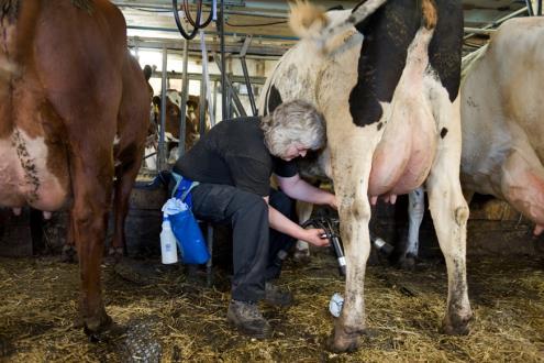 Effektiv produktion ger minskade förluster Förbättrad kväveeffektivitet och minskade förluster av klimatgaser; lustgas, metan, koldioxid win win Startbesök (modul