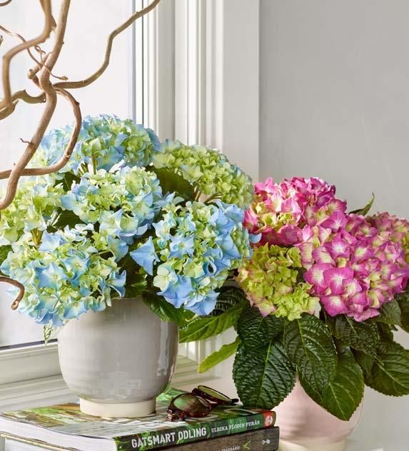 MEDLEMSPRIS 49 50 HORTENSIA Hydrangea macrophylla Finns i flera färger. Ord.