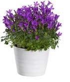 Ord. pris 49 90 VÄLKOMMEN TILL ETT RIKTIGT BLOMSTERLAND På Blomsterlandet är vi måna om att du