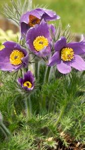 3 FÖR 40:- PÅSKTAZETT Narcissus x cyclazetta Tete-a-tete Rikligt blommande med flera blomstänglar från varje lök. Ord.