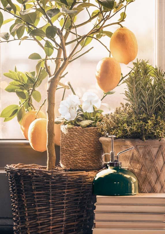 299:- CITRUSTRÄD