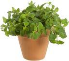 Även lämplig för omplantering av väl rotade pelargonsticklingar. Ord. pris 59 90 /st Stor sortering utomhuskrukor!