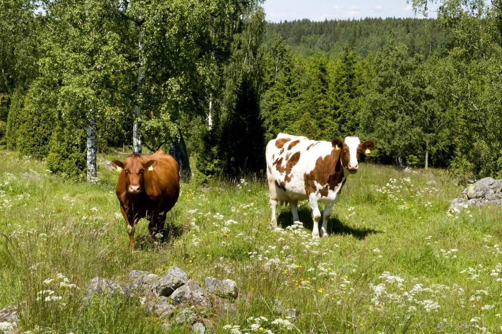 Foto: juni 2009