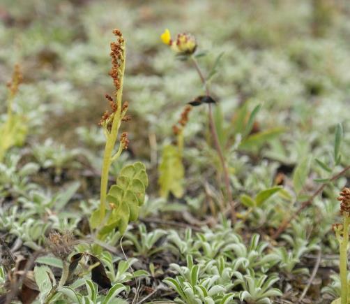 Biologisk mångfald på Arlanda 2013 Sida 10 av 49 Låsbräken Botrychium lunaria NT Arten finns rikligt vid torrbacken Värnet sydost om bana 1.