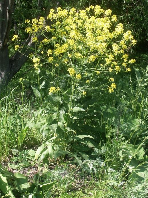 Biologisk mångfald på Arlanda 2013 Sida 16 av 49 Invasiva arter Inventeringen på Arlanda visade att de vanligaste invasiva arterna, kanadensiskt gullris och blomsterlupin, inte etablerat sig på