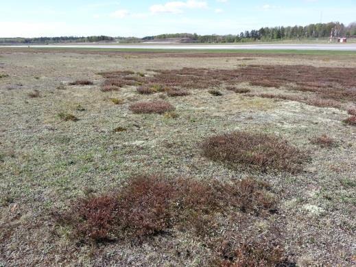 Biologisk mångfald på Arlanda 2013 Sida 8 av 49 Figur 5. På norra sidan av rullbana 2 finns en ljunghed med gott om öppna sand- och grusfläckar. Här bygger steklar bon och här kan ruderatväxter gro.
