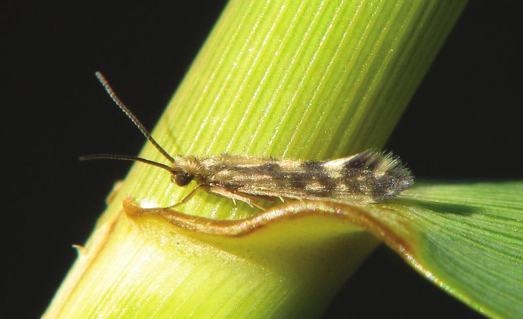 Bo Gullefors Figur 3. Agrayla multipunctata. Tämligen allmän. Denna 3-4 mm lilla nattslända kan förväxlas med A. cognatella. Dessa två är ifrågasatta om de är samma art. Foto: Igor A. Baryshev.