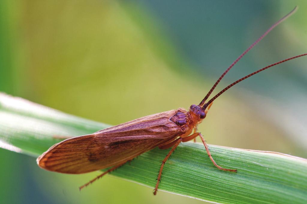 Figur 6. Anabolia laevis. Mycket sällsynt nattslända i Sverige, men allmän i Finland. Foto: Henry Ekholm. Anabolia laevis. Very rare caddisfly in Sweden, but common in Finland. Photo: Henry Ekholm.