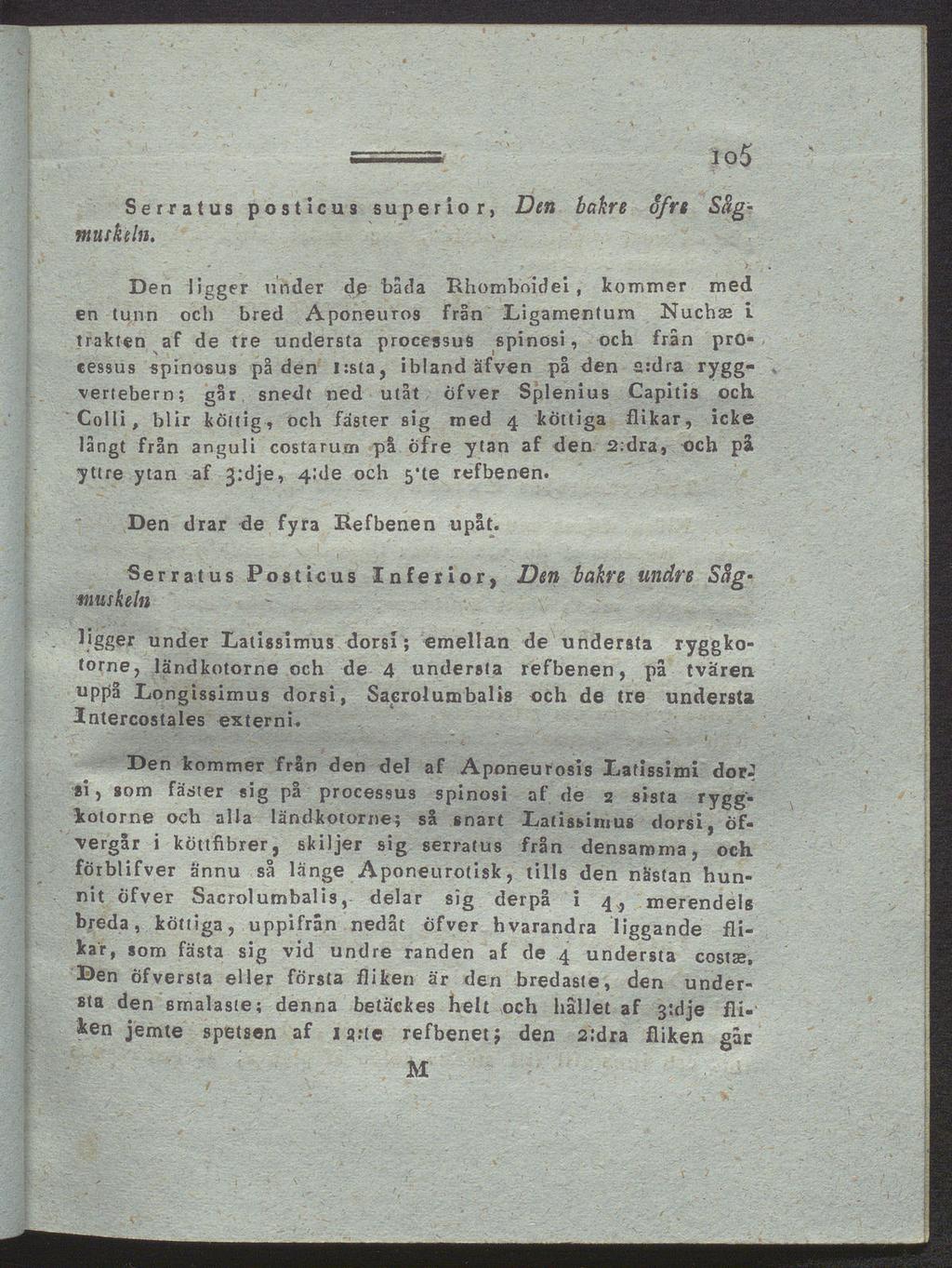 n*. _ f. - io5 Serratus postlcus super i or, Den bahre Sfre Sägmuskeln.