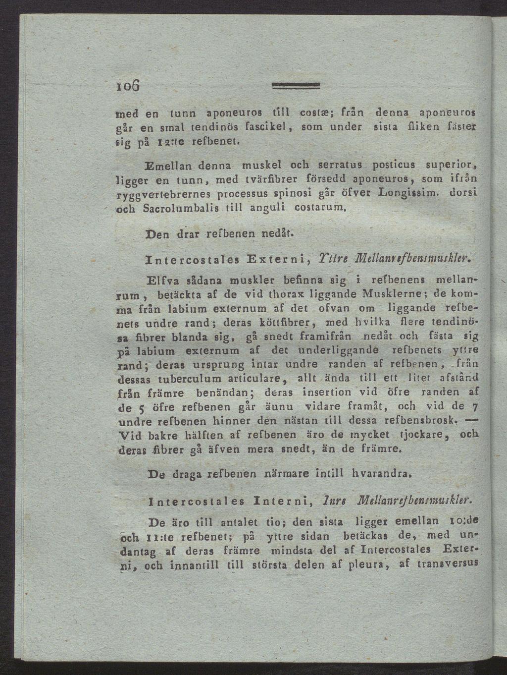 io6 med en tunn aponeuros till costae; från denna aponeuros går en smal tendinös fascikel, som under sista fliken faster sig på is>:te refbenet.
