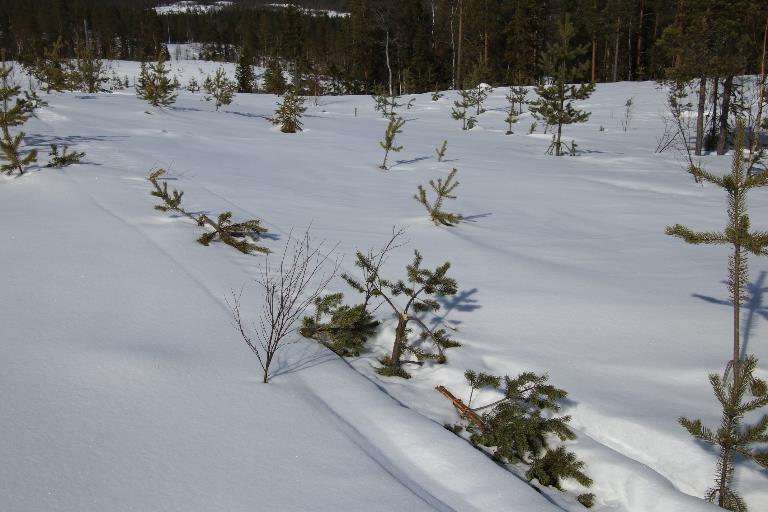 Hur allmänhetens terrängkörning påverkar skogsbruk och jordbruk Snöskotrar som framförs oaktsamt på marker som brukas i skogsbruk eller jordbruk kan leda till stora skador med ekonomiska förluster