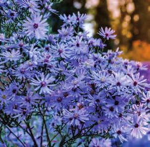 Förgyll din trädgård Sommarblommor finns i många färger och former och