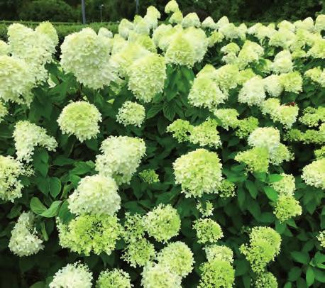 Det är få växter som slår en blommande hortensia.