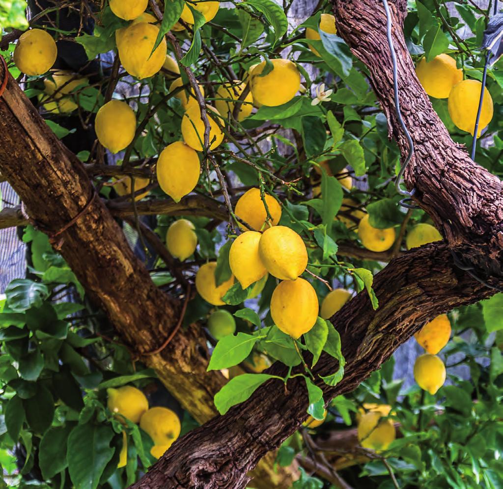 Njut av egen frukt Citron Citrus x limon Att plocka sina egna citroner