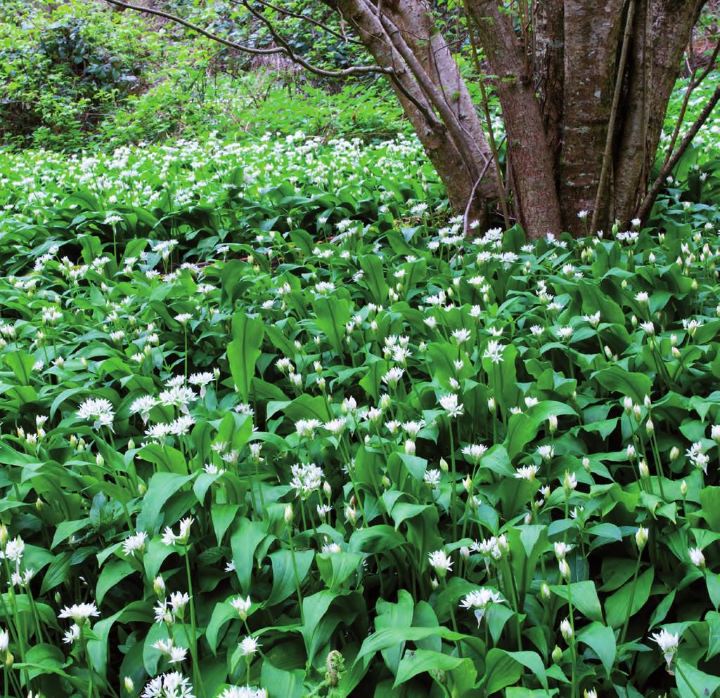 Skogens vitlök Ramslök Allium ursinum 39 90 Ord.