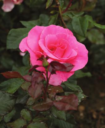 Buskros Romanze Medelstor till stor, halvfylld mörkt rosa blomma med svag doft.
