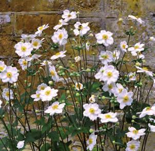 Höstanemon Anemone x hybrida Honorine Jobert Anemon med gamla anor, fin i