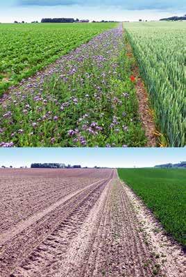 Kostnader och erfarenheter KOSTNADER OCH ERFARENHETER Att anlägga blommande zoner kostnader och erfarenheter En stor brist i dagens åkerlandskap är nektarproducerande blomväxter.
