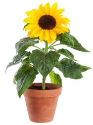 För dina sommarblommor med