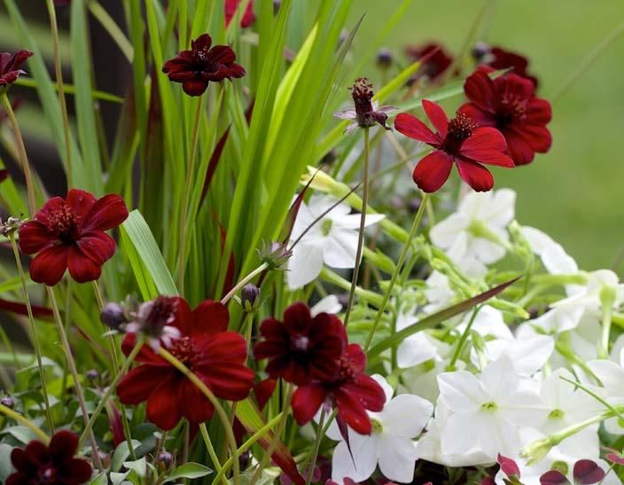 pris 79 90 Sommarblommor - ett annat ord för lycka Det finns inte många