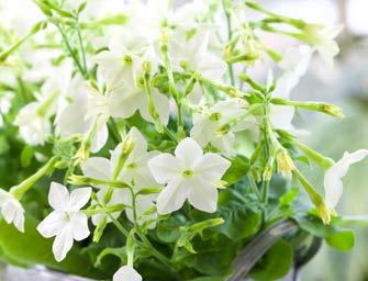 Det rymmer en hel säsong av skönhet - blomning från tidig vår till sen