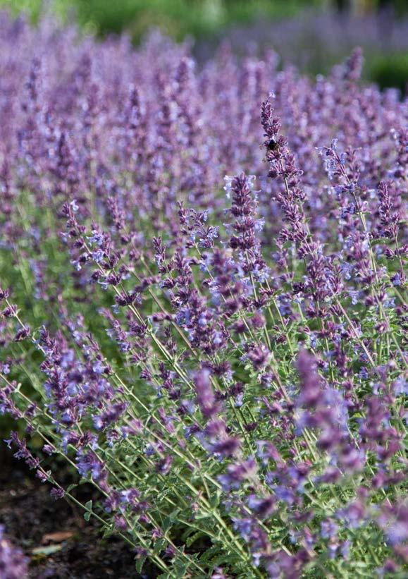 129:- ASTILBE Astilbe Arendsii-Gruppen ø17 cm