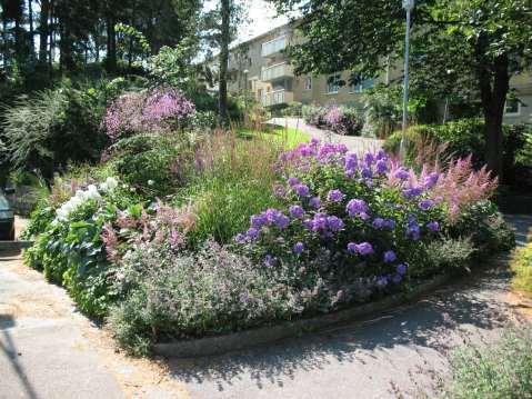 Nepeta Walkers Low Phlox pan.