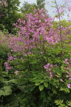 Thalictrum