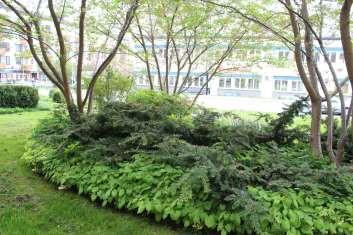 Rodgersia podophylla