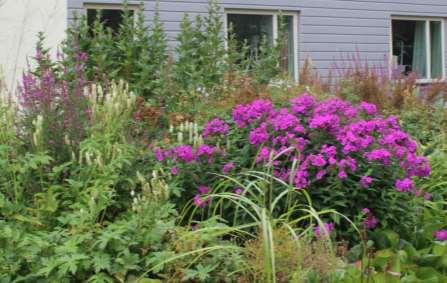 Sanguisorba