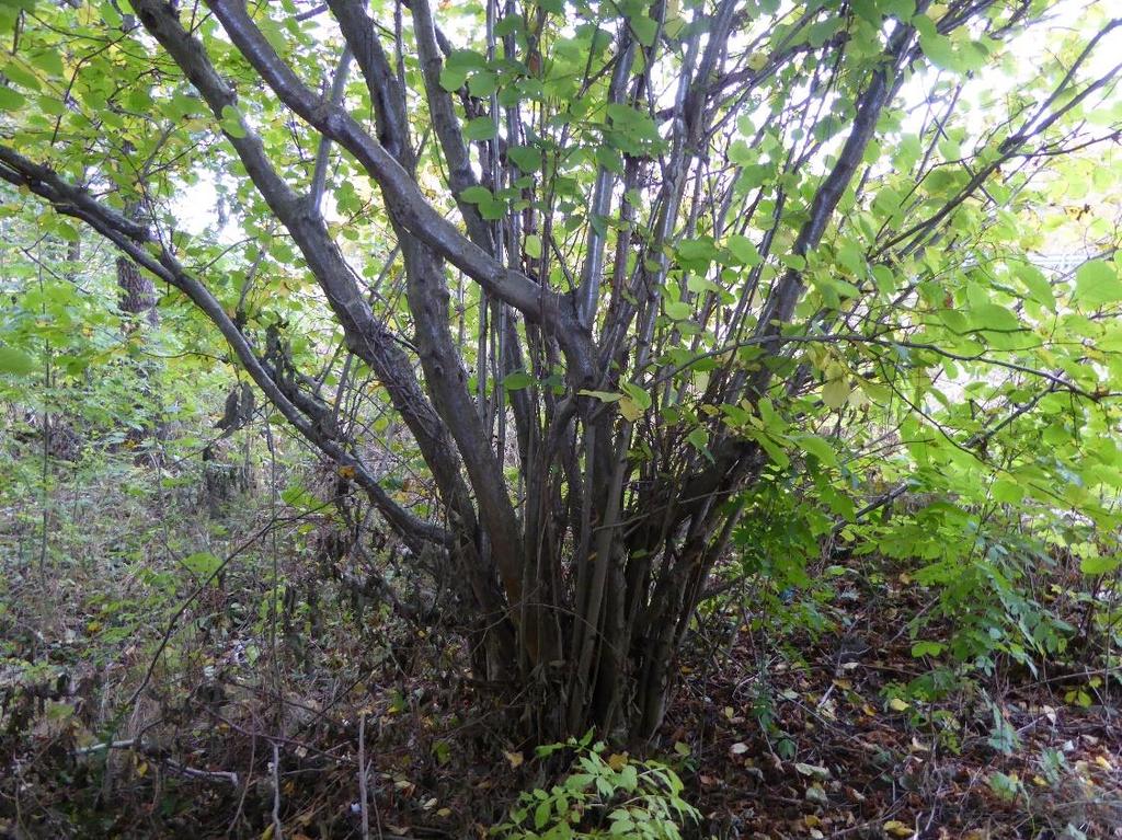 påtagligt naturvärde, identifierades (se karta).