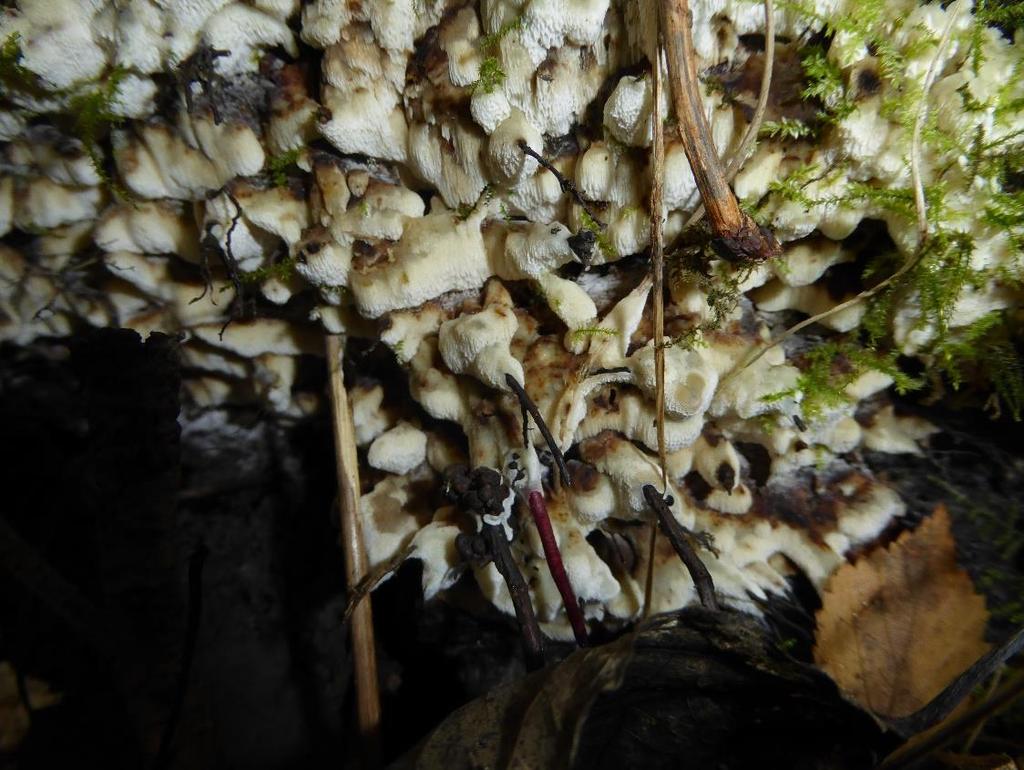 Klumpticka Skogsalm Ulmus glabra rödlistad (CR) Skogsalmen är