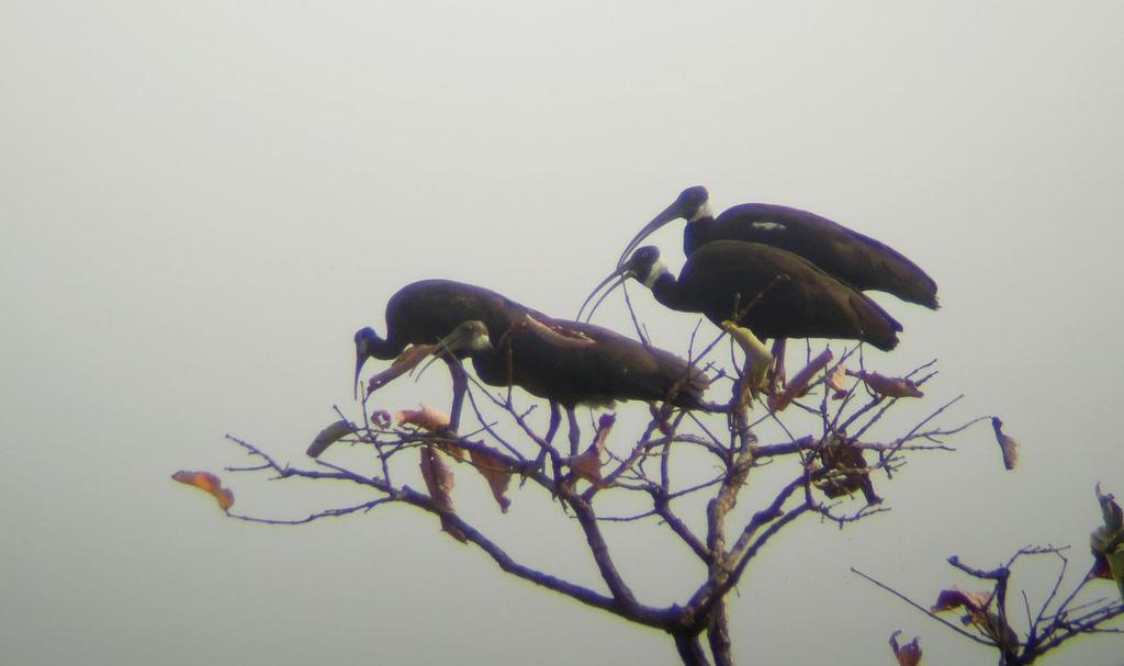 En familj White-shouldered Ibis. Foto: Göran Pettersson Artlista fåglar 1 Lesser Whistling Duck Dendrocygna javanica 350 Ang Tropeang Thmor 22.2, 75 Kulen Prum Tep Wildlife Sanctuary 23.