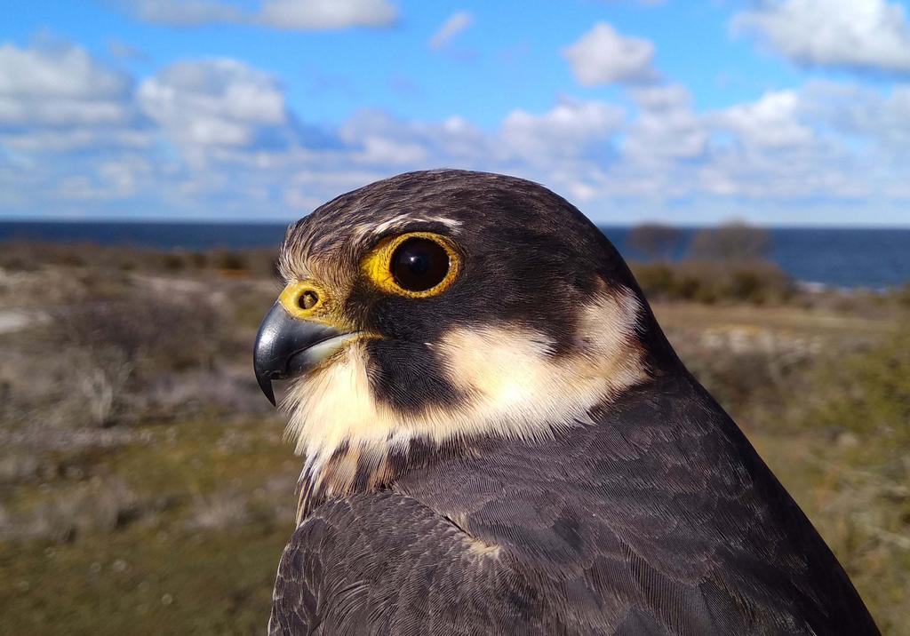vårmärkningen skett vid Hoburgen är 1952 ex, med toppåret 2008 då hela 3448 fåglar märktes och bottenåret 2006 med endast 1319 fåglar.