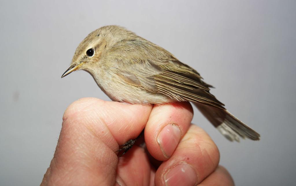 ringmärktes 618 fåglar (2015 märktes 341 fåglar och 2016 fångades 591 fåglar). Fortfarande var lövsångare i topp med 225 märkta individer.