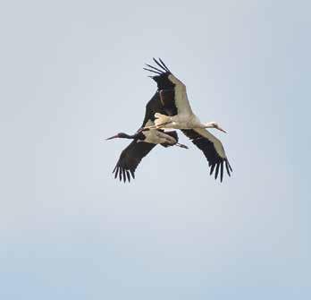 Svart stork och vit stork tillsammans. Foto: Göran Johansson 7 maj Samtliga morgnar i Biebrza inleddes lite senare än i Białowieża med samling först 05:30.