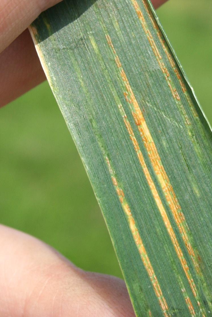 Fakulteten för landskapsarkitektur, trädgårdsoch växtproduktionsvetenskap Gulrost i vete i Sverige Strategier, åsikter och kommentarer från berörda företag och myndigheter Yellow rust in