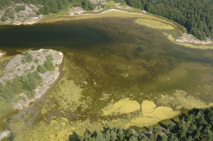 RESULTAT Även grundområdena mellan Orust och Tjörn (Stigfjorden och Halsefjorden) har låga täckningsgrader med trådformade grönalger, vilket också redovisats i en nyligen framtagen rapport med kartor