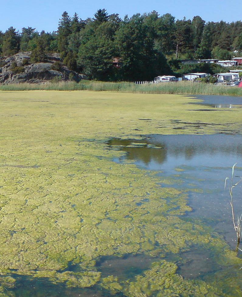UTBREDNING OCH BIOMASSA AV FINTRÅDIGA ALGER I GRUNDA