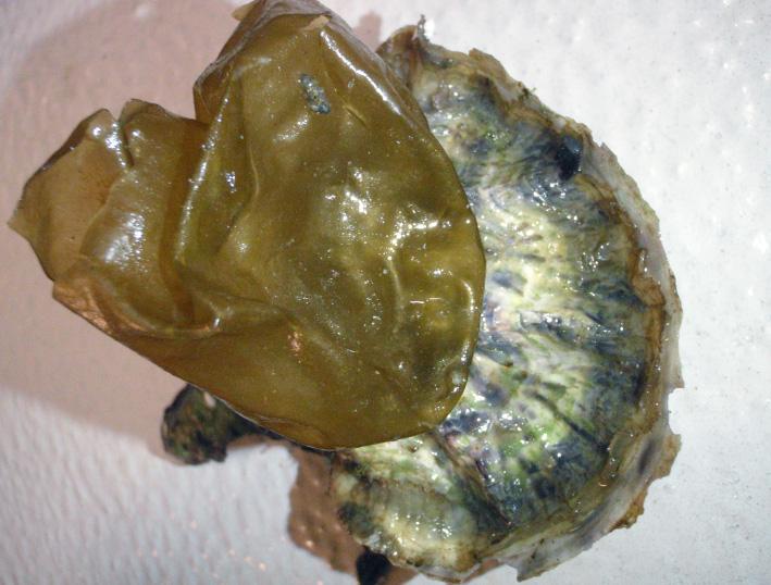 RESULTAT Ostrontjuven Colpomenia peregrina (en brunalg) på japanskt jätteostron Crassostrea gigas. På skal till ostron och blåmusslor har rikligt med brunalgen Colpomenia peregrina noterats.